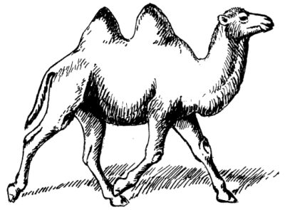 Верблюдов в Книге бытия признали выдумкой авторов